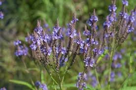 Vervain (Verbena officinalis  Verbanaceae)