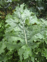 Kale-White Russian