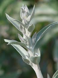 White Sage (Salvia apiana)
