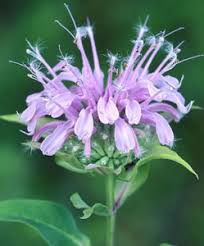 Wild Bergamot (Monarda fistulosa and didyma  Lamiaceae)