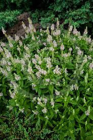 Wood Germander (Teucrium scorodonia)