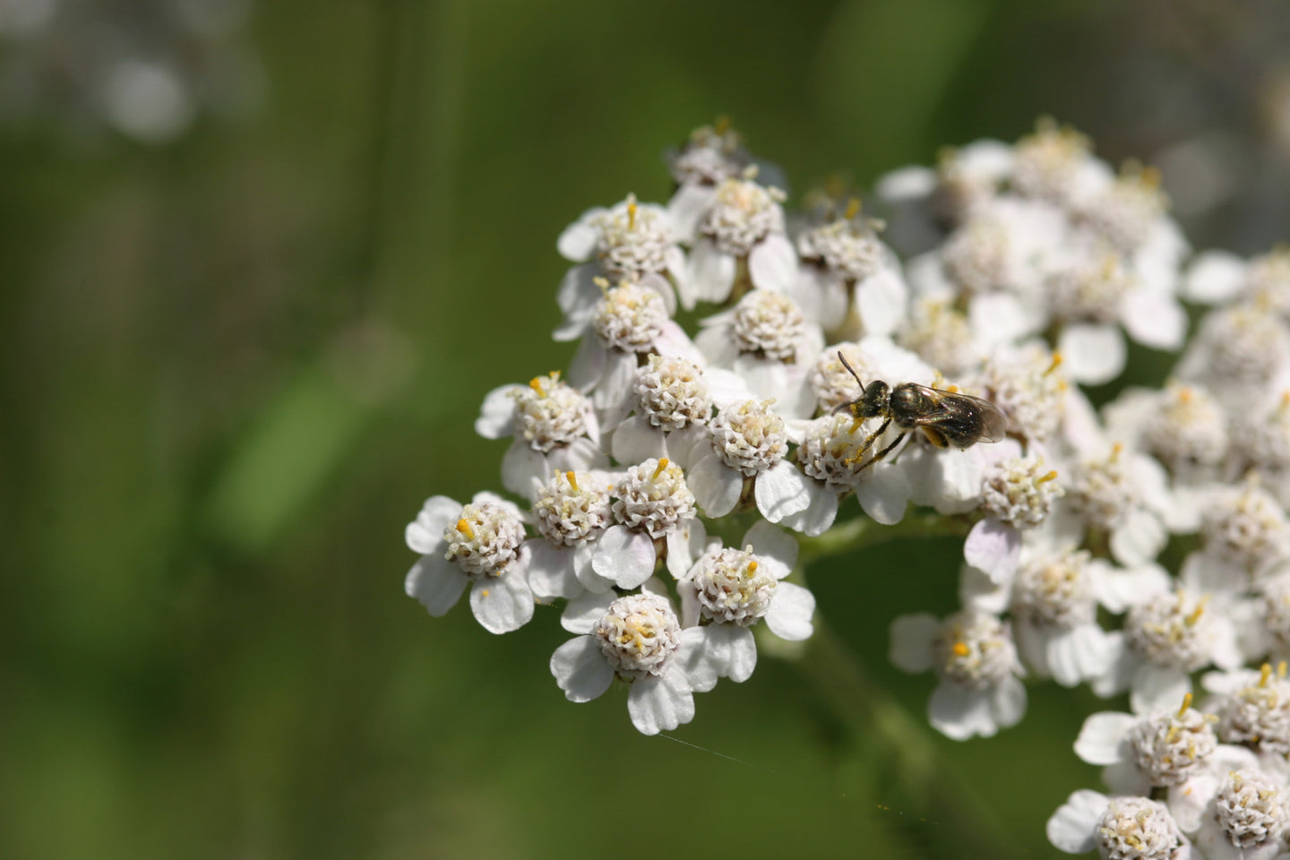Western Yarrow (Achillea millefolium)